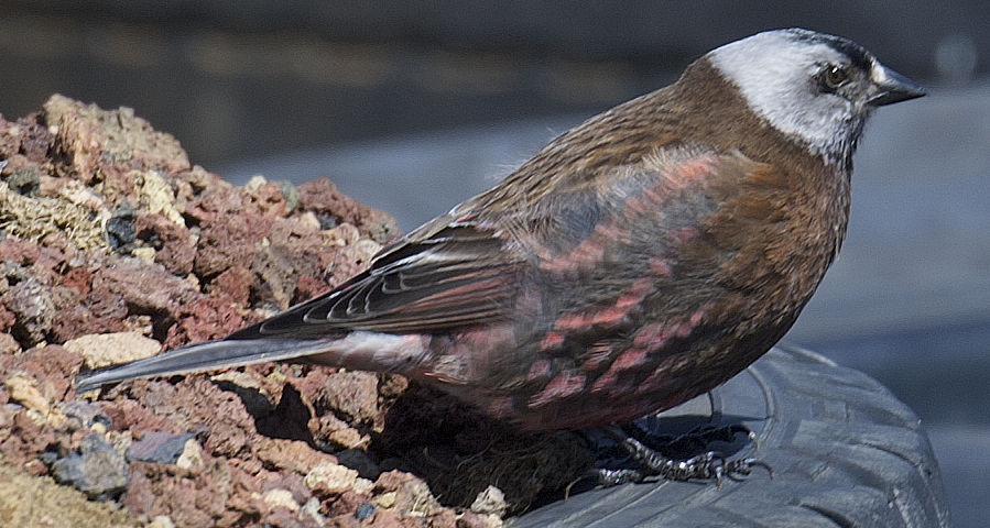 Gray-crowned Rosy-Finch - ML620134269