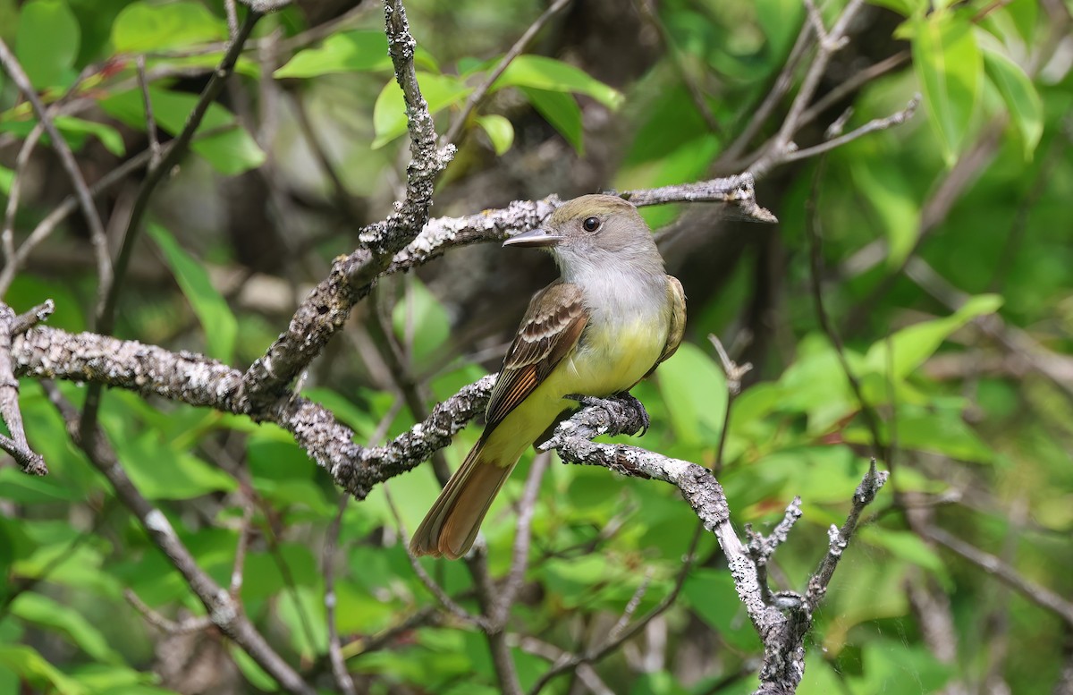 Great Crested Flycatcher - ML620134277