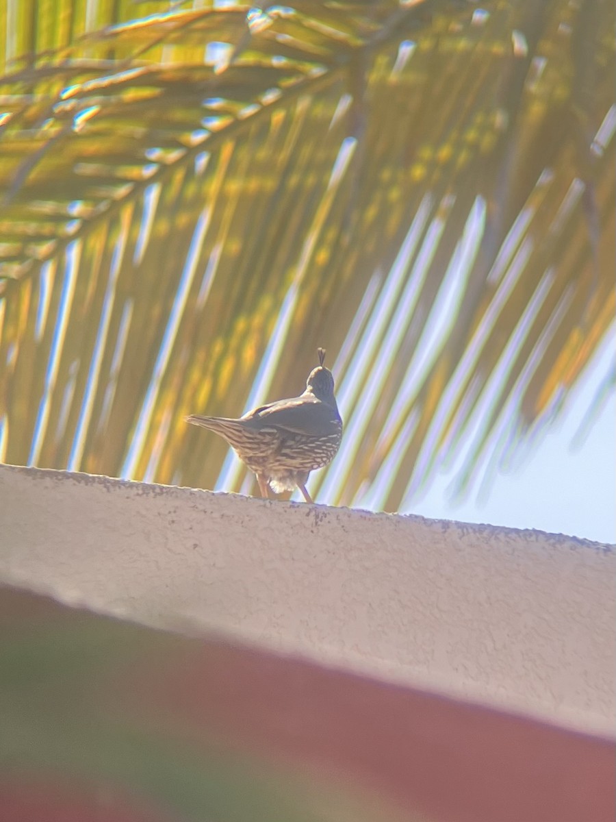 California Quail - ML620134288