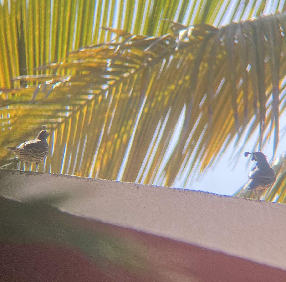 California Quail - ML620134290