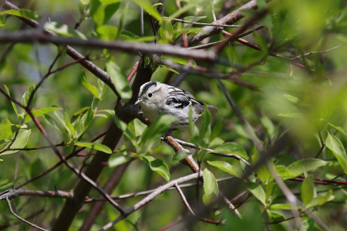 Black-and-white Warbler - ML620134294