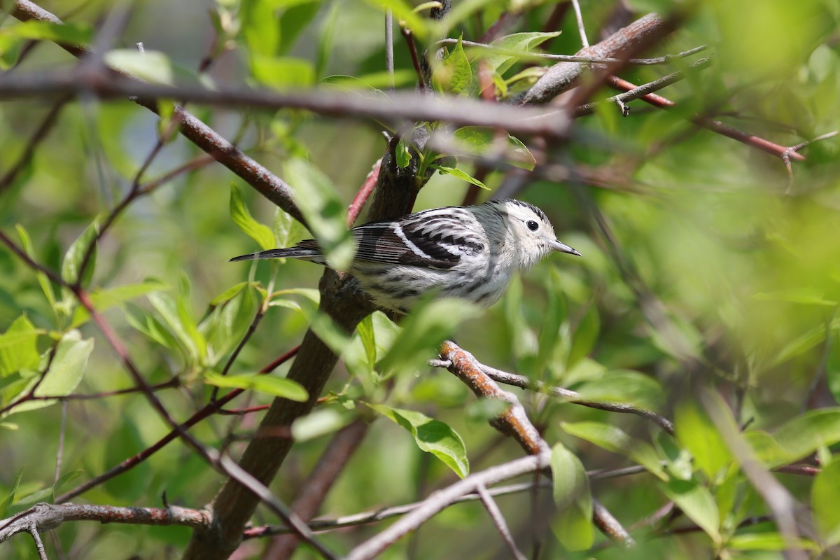 Black-and-white Warbler - ML620134295