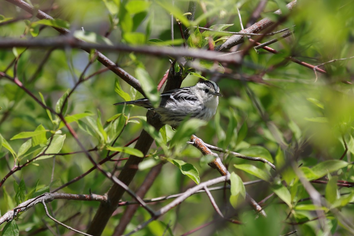 Black-and-white Warbler - ML620134296