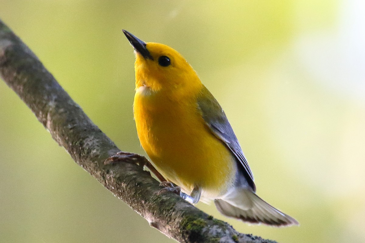 Prothonotary Warbler - ML620134305