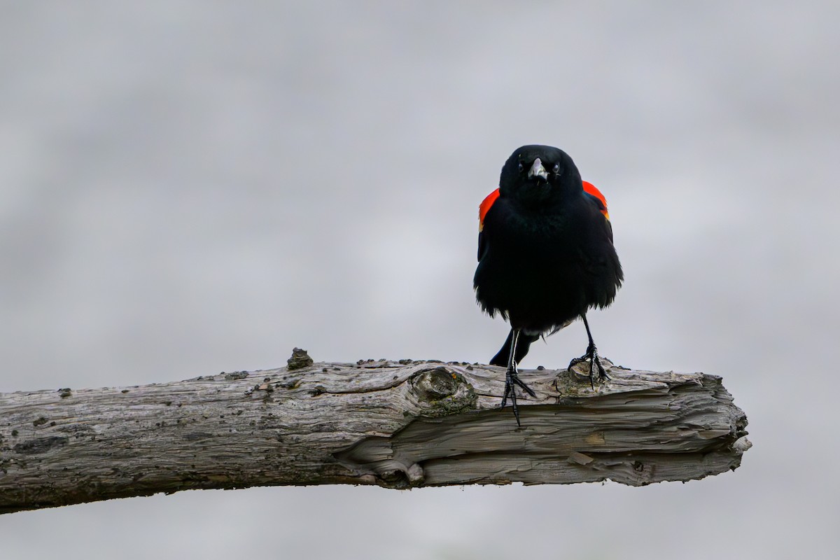 Red-winged Blackbird - ML620134306