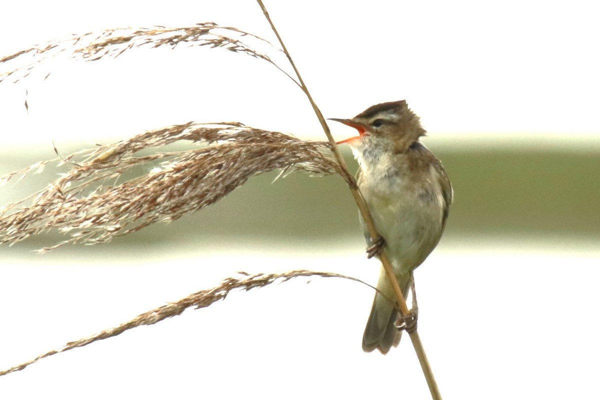 Sedge Warbler - ML620134323