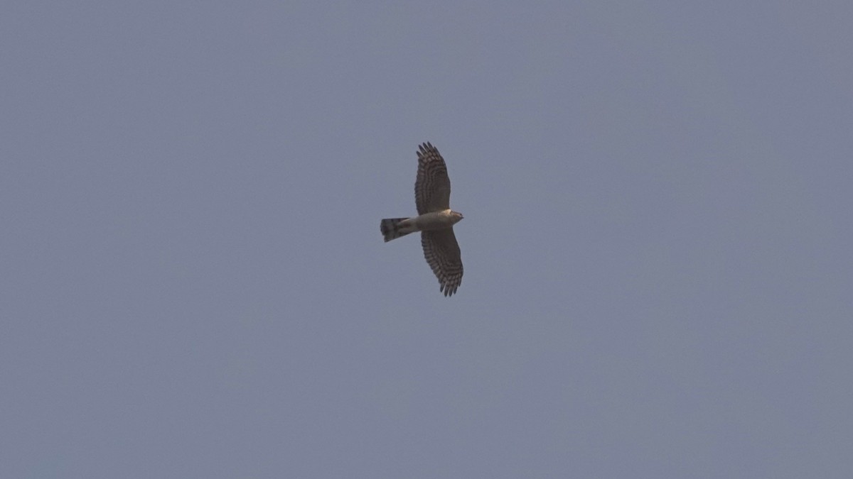 Eurasian Sparrowhawk - ML620134327