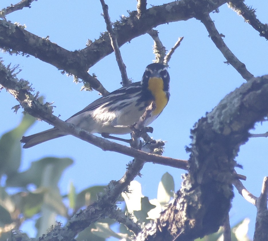 Yellow-throated Warbler - ML620134330