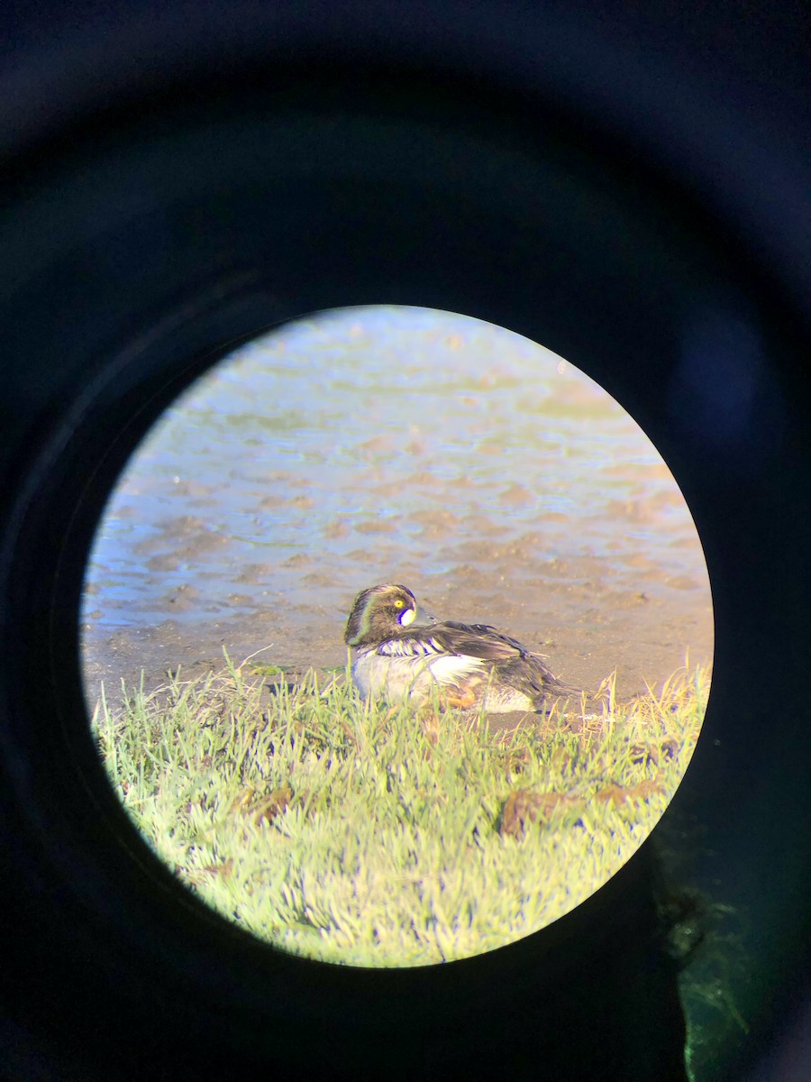 Common Goldeneye - ML620134332