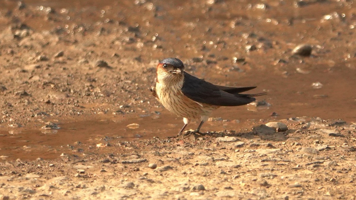 Red-rumped Swallow - ML620134334