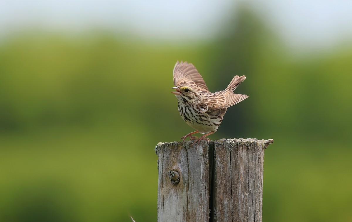 Savannah Sparrow - ML620134335