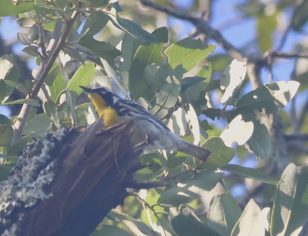 Yellow-throated Warbler - ML620134336