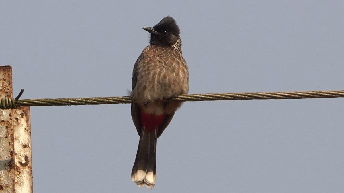 Red-vented Bulbul - ML620134349