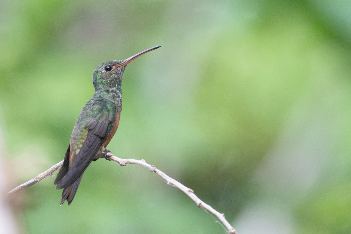 Buff-bellied Hummingbird (Yucatan) - ML620134351