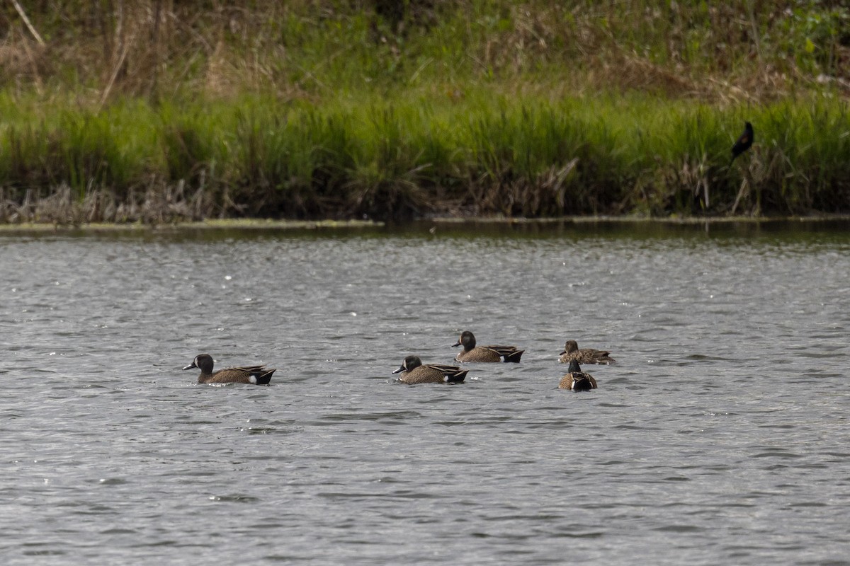 Blue-winged Teal - ML620134353