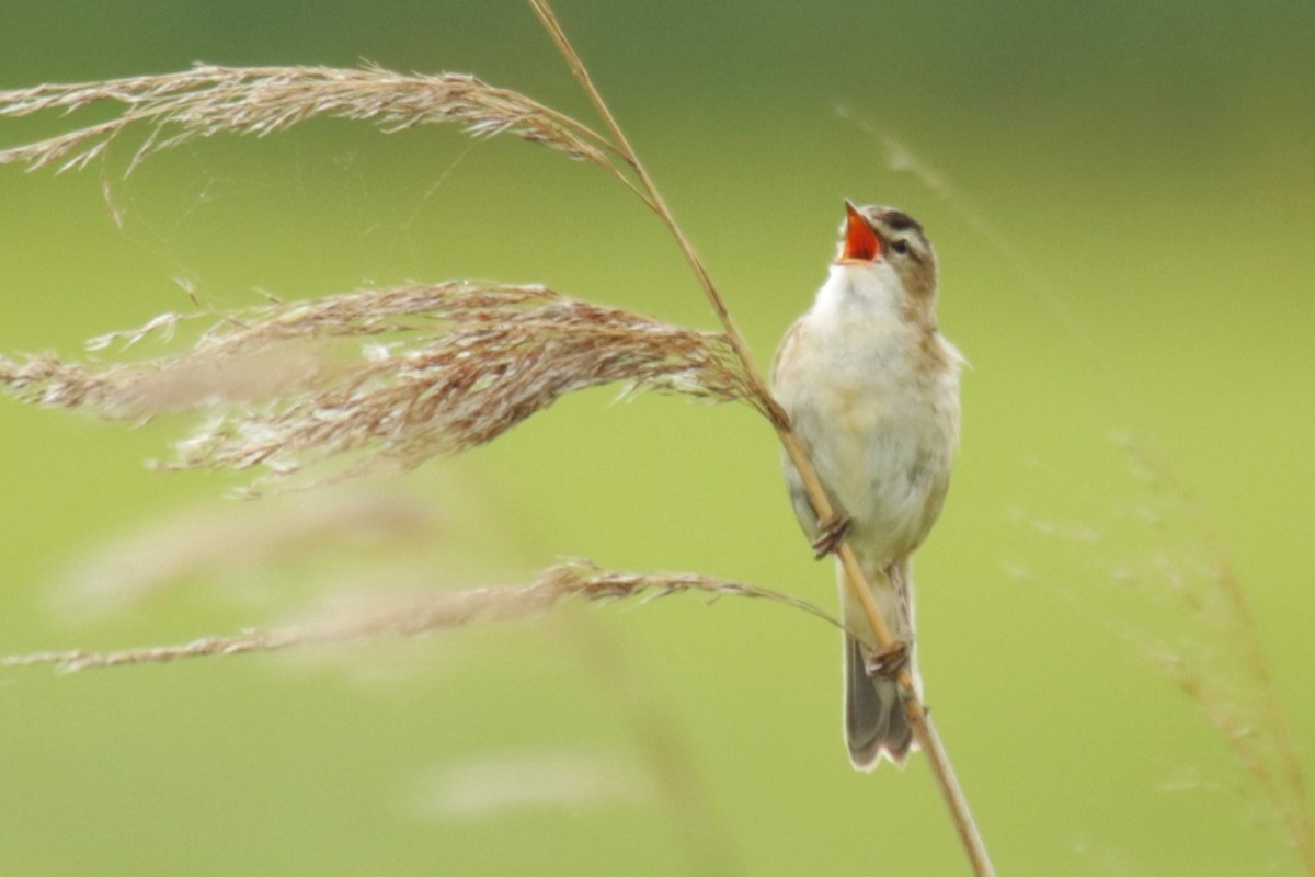 Sedge Warbler - ML620134360