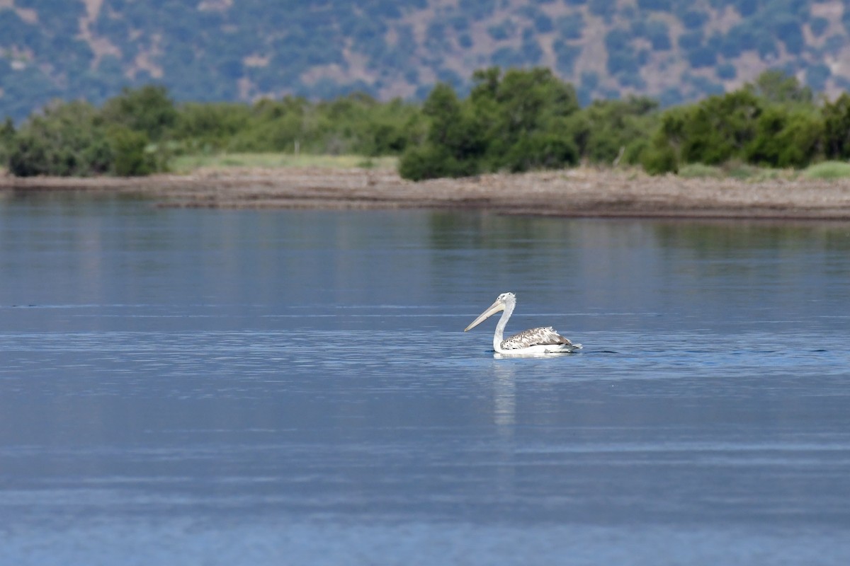 Dalmatian Pelican - ML620134366