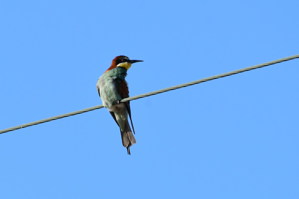 European Bee-eater - ML620134369