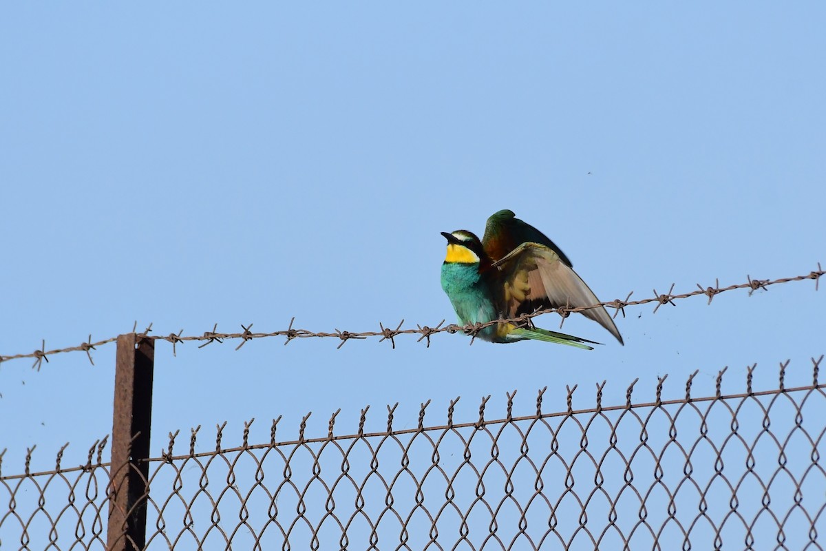 European Bee-eater - ML620134371