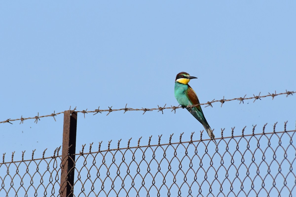 European Bee-eater - ML620134373