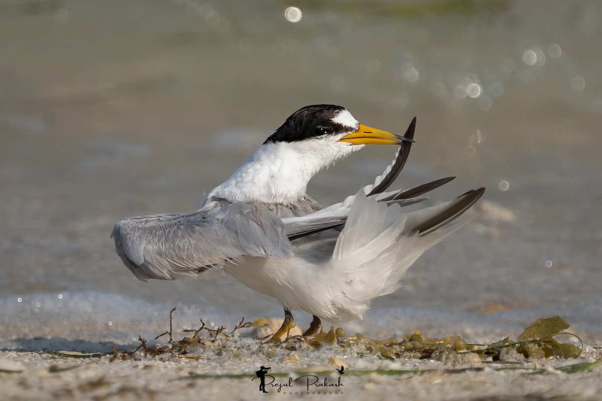 Saunders's Tern - ML620134381