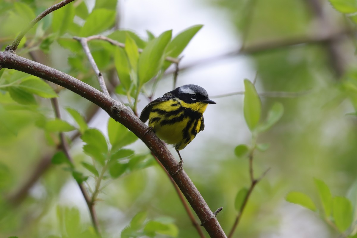 Magnolia Warbler - ML620134397