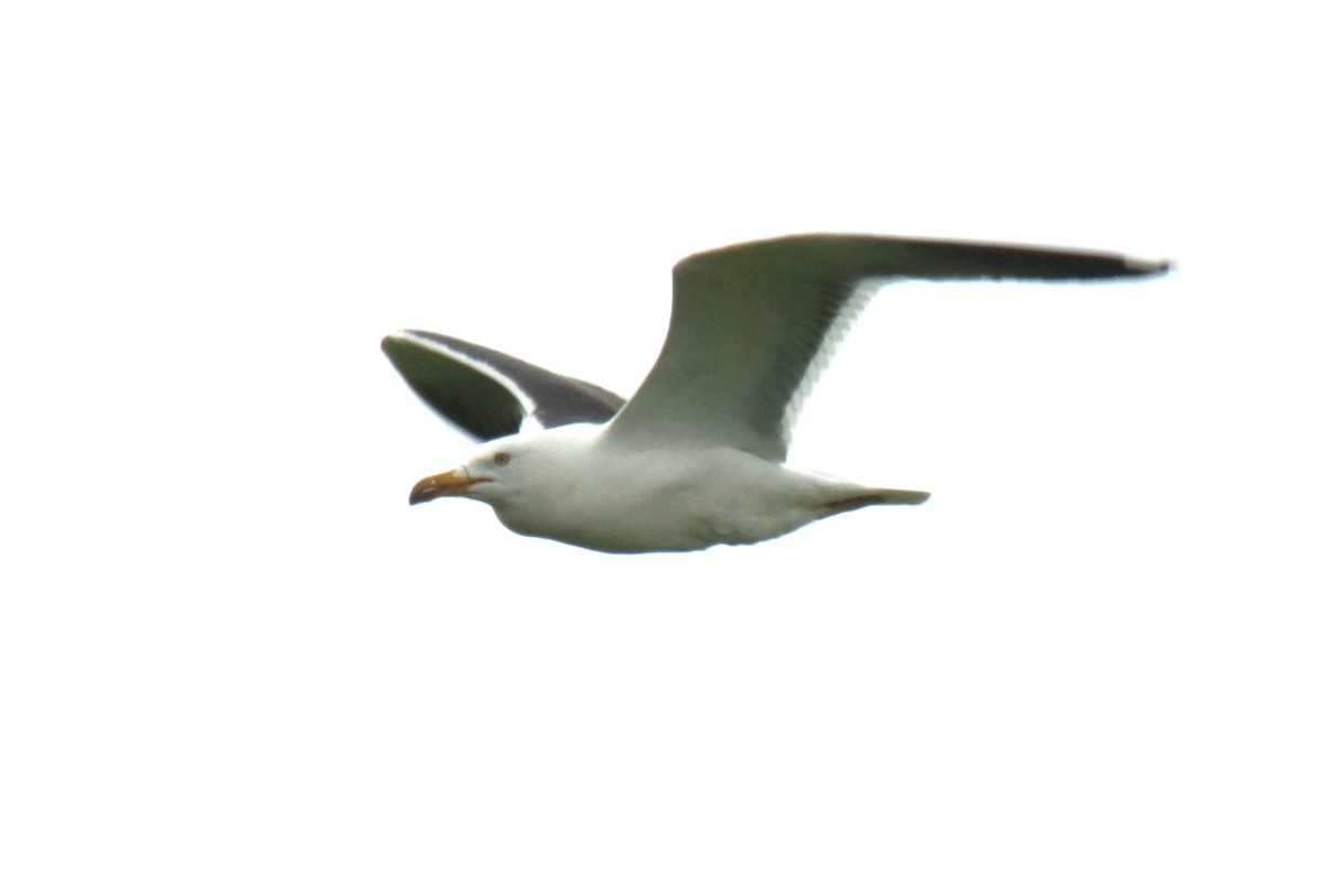 Lesser Black-backed Gull - ML620134398