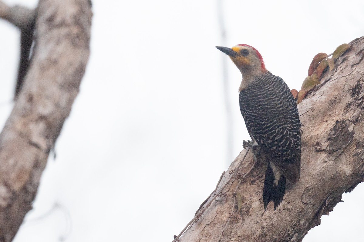 Yucatan Woodpecker - ML620134401
