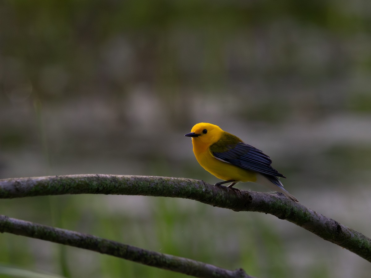 Prothonotary Warbler - ML620134410