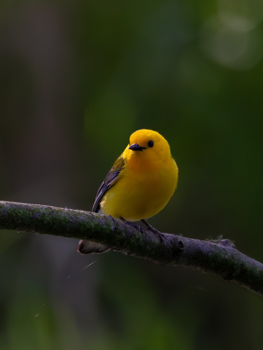 Prothonotary Warbler - ML620134411