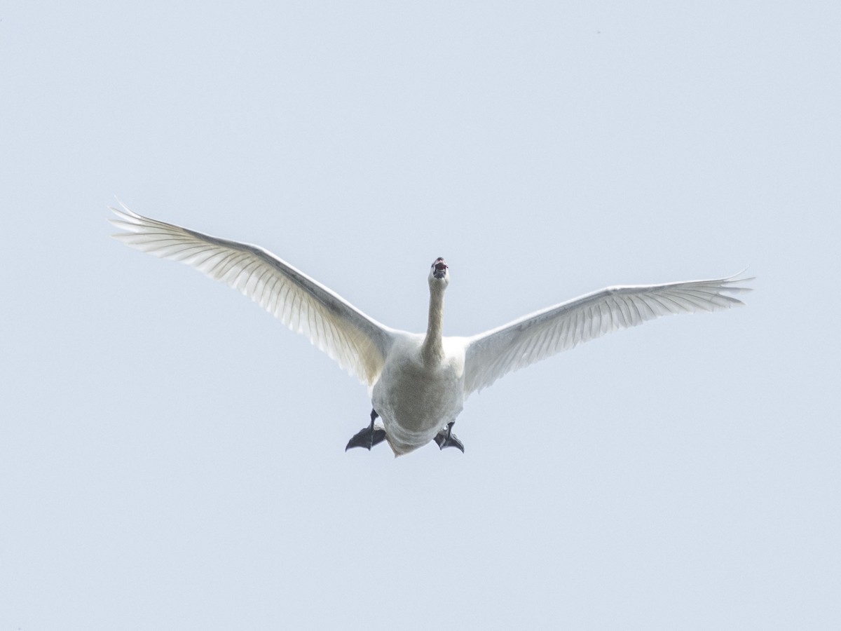 疣鼻天鵝 - ML620134413