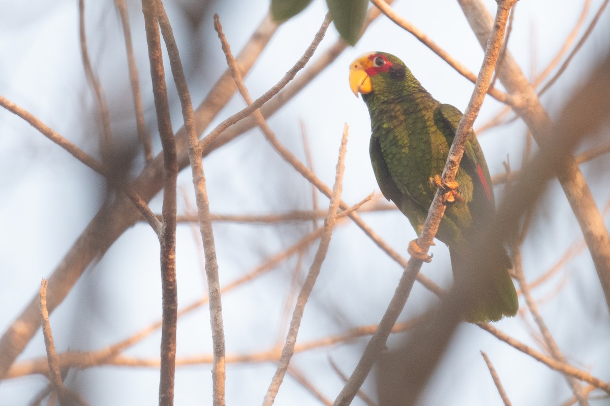 Yellow-lored Parrot - ML620134414