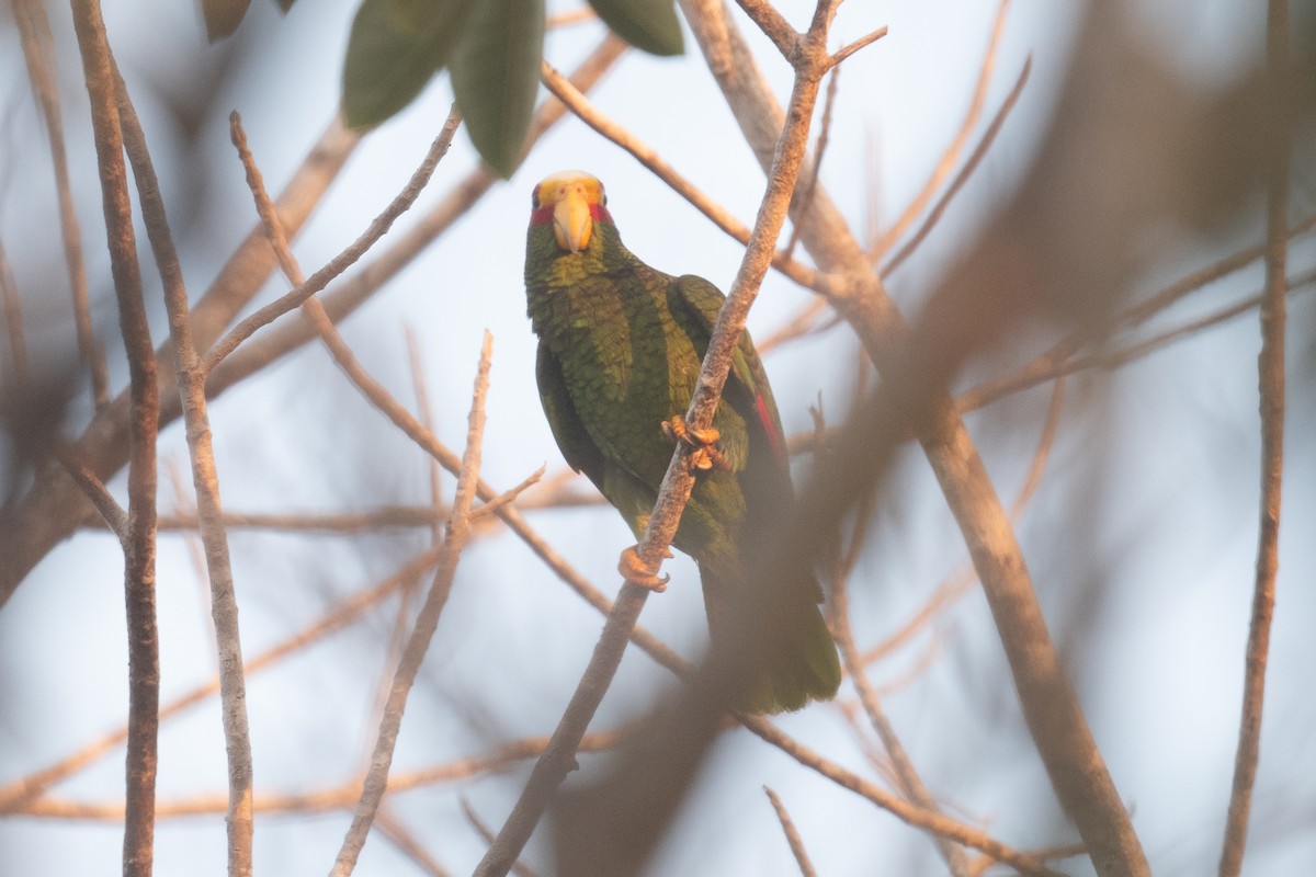 Yellow-lored Parrot - ML620134416