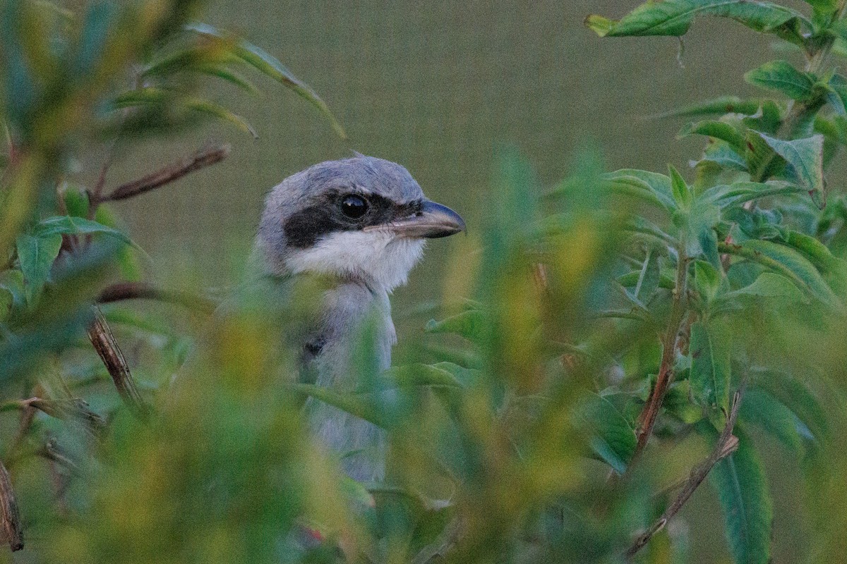 Loggerhead Shrike - ML620134431