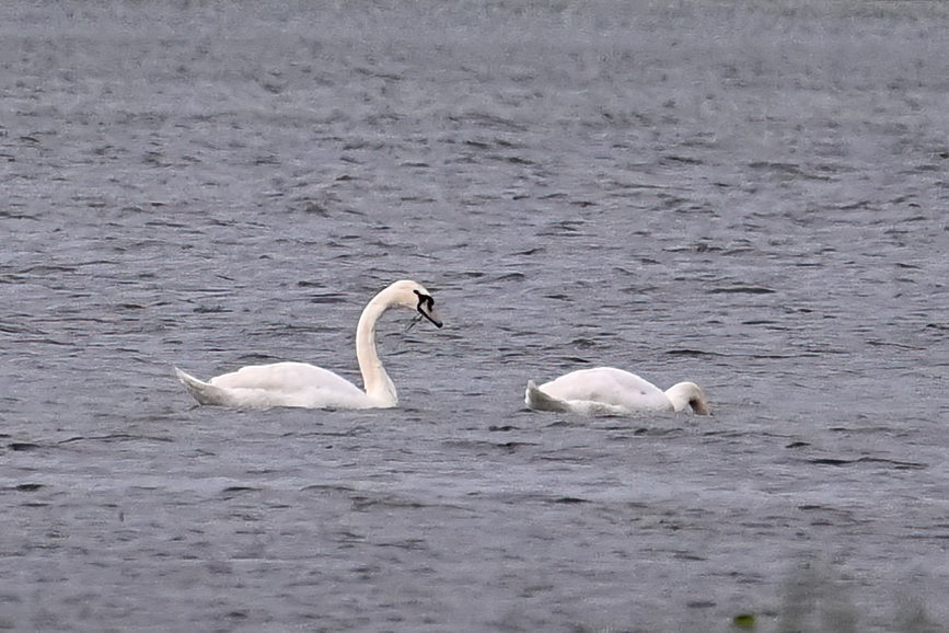 Mute Swan - ML620134446