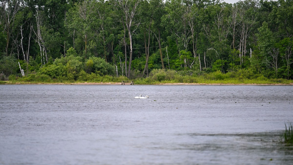 Mute Swan - ML620134450