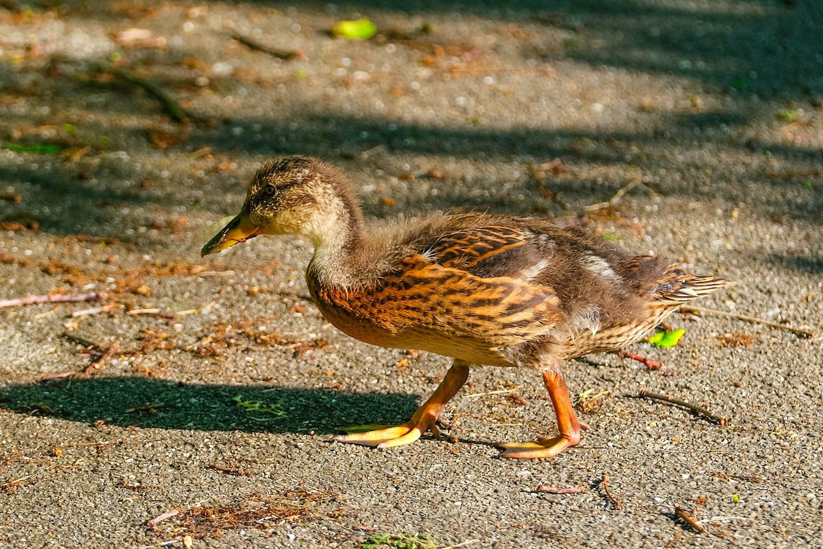 Mallard - ML620134452