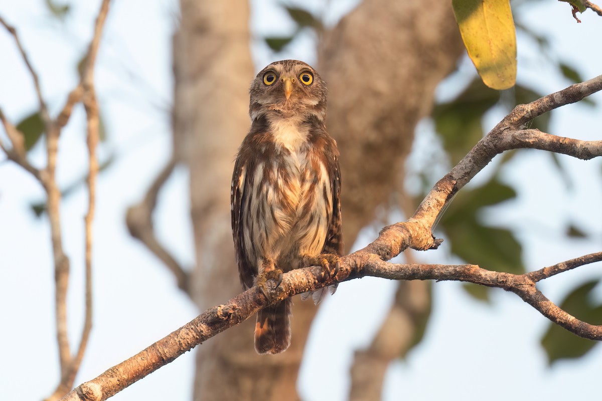 Ferruginous Pygmy-Owl - ML620134463
