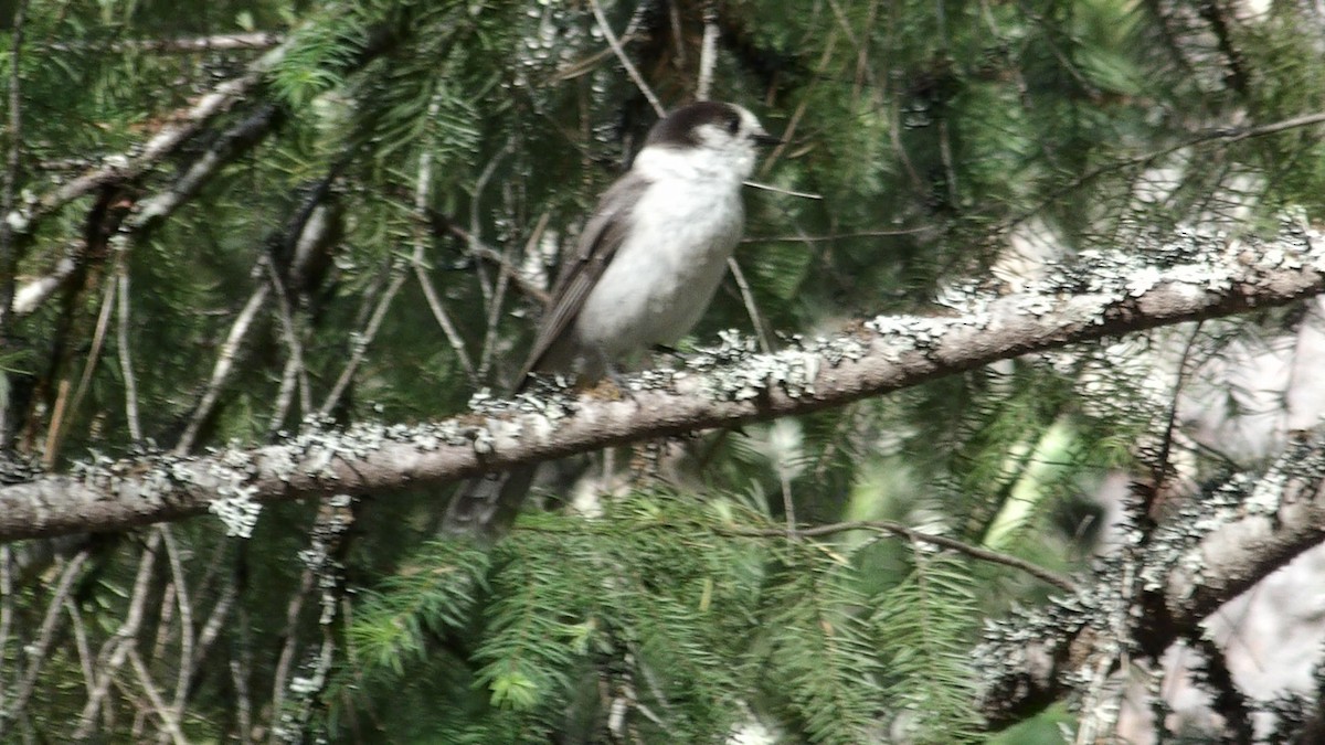 Canada Jay - ML620134470