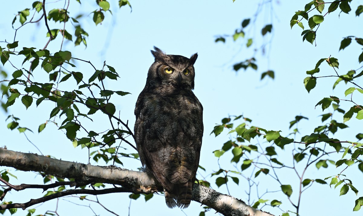 Great Horned Owl - ML620134476