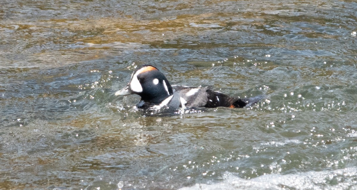 Harlequin Duck - ML620134484