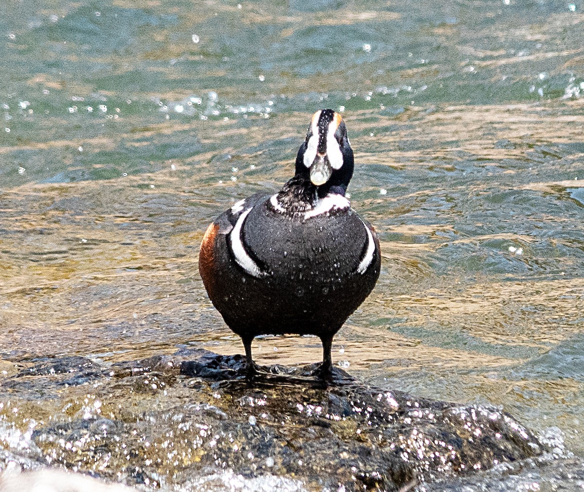 Harlequin Duck - ML620134485