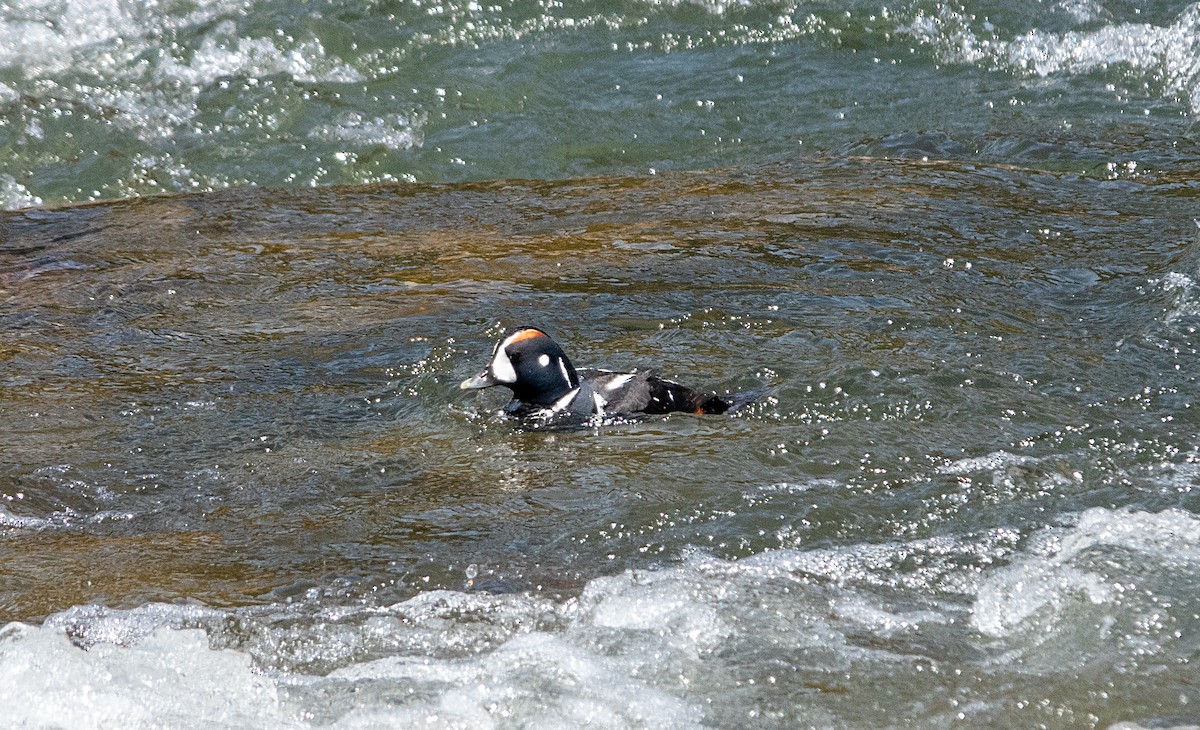 Harlequin Duck - ML620134487