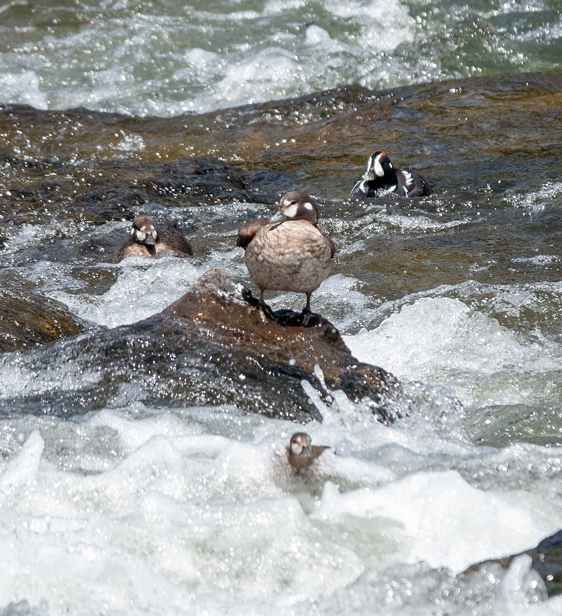 Harlequin Duck - ML620134488