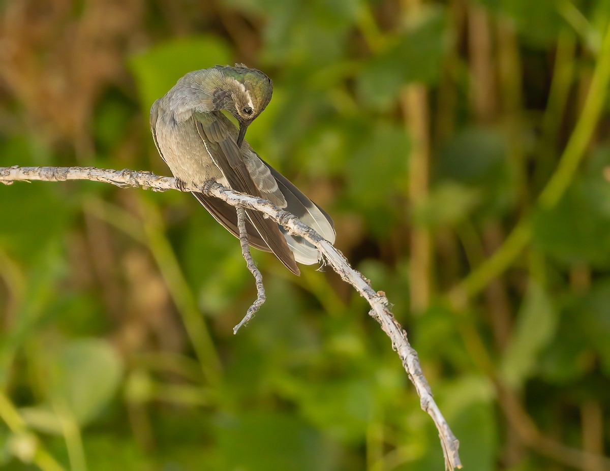 kolibřík blankytohrdlý - ML620134498