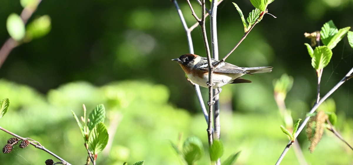 Bay-breasted Warbler - ML620134501
