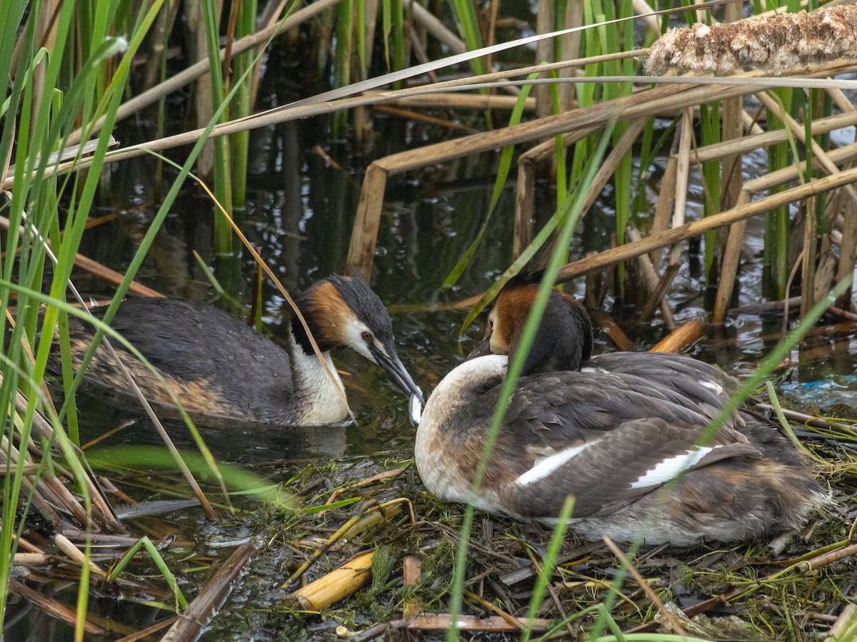 Great Crested Grebe - ML620134505