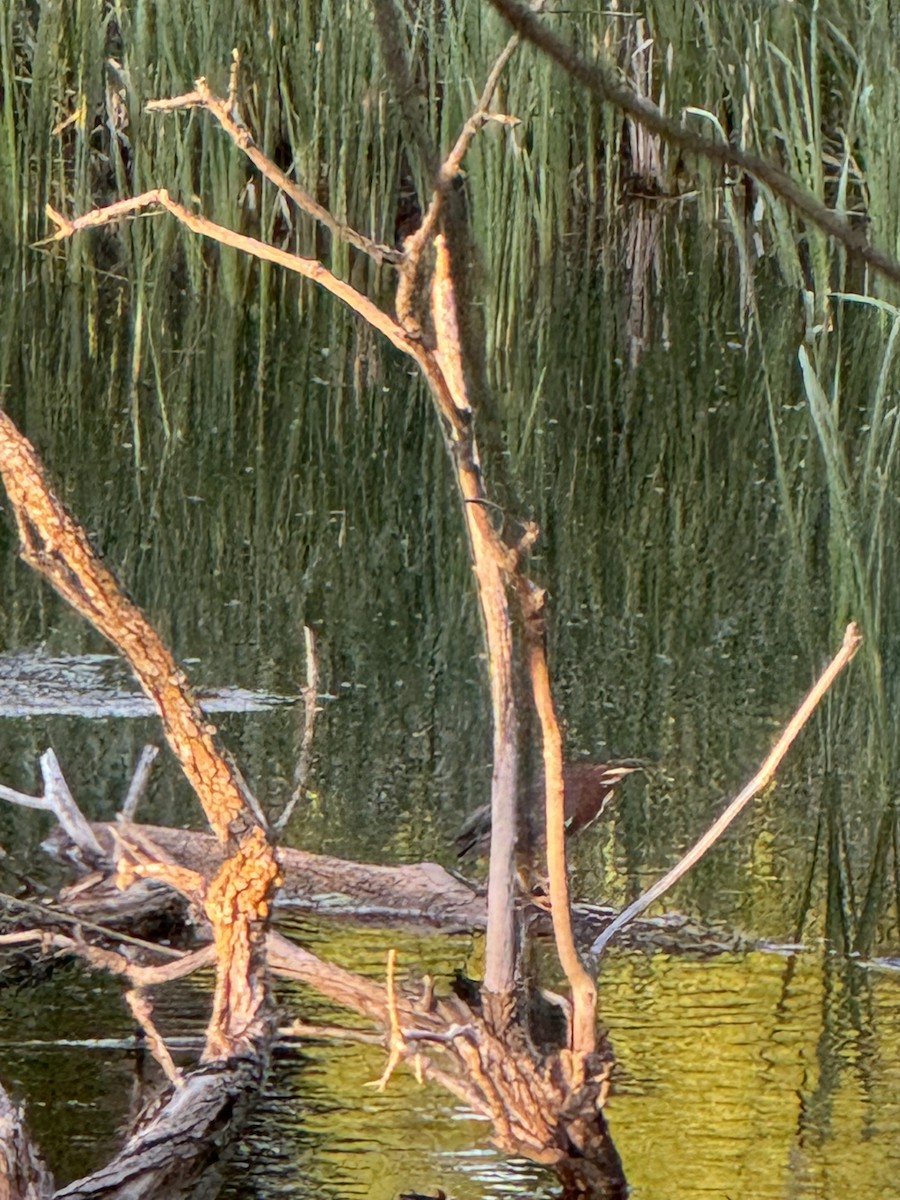 Green Heron - ML620134507