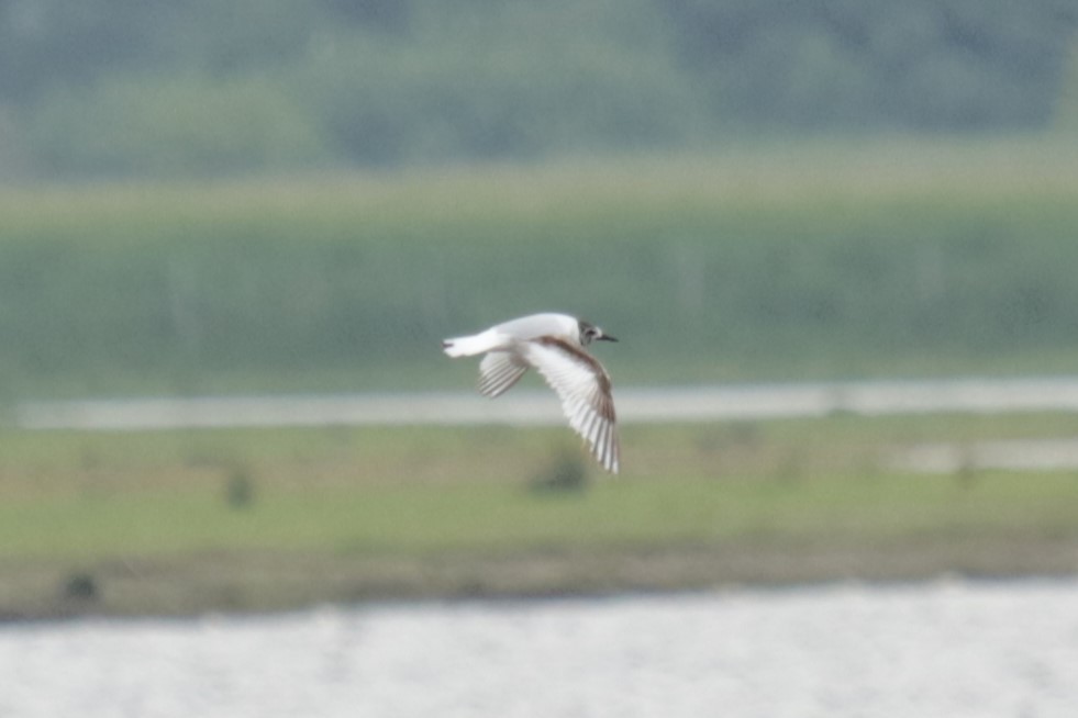 Little Gull - ML620134509