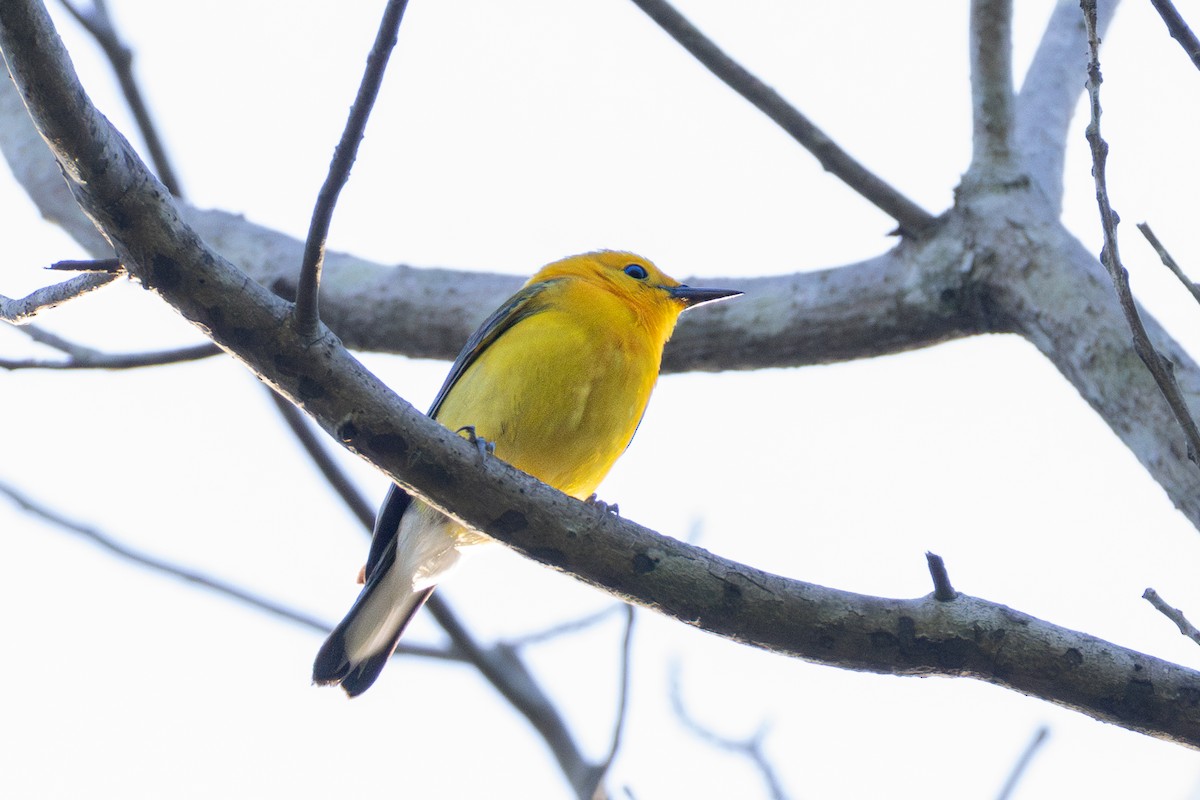 Prothonotary Warbler - ML620134511